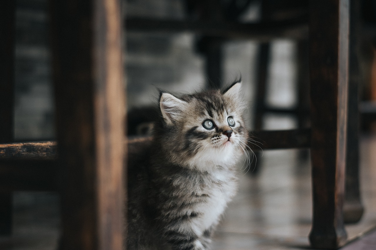 Kitten 3